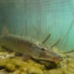 Brochet