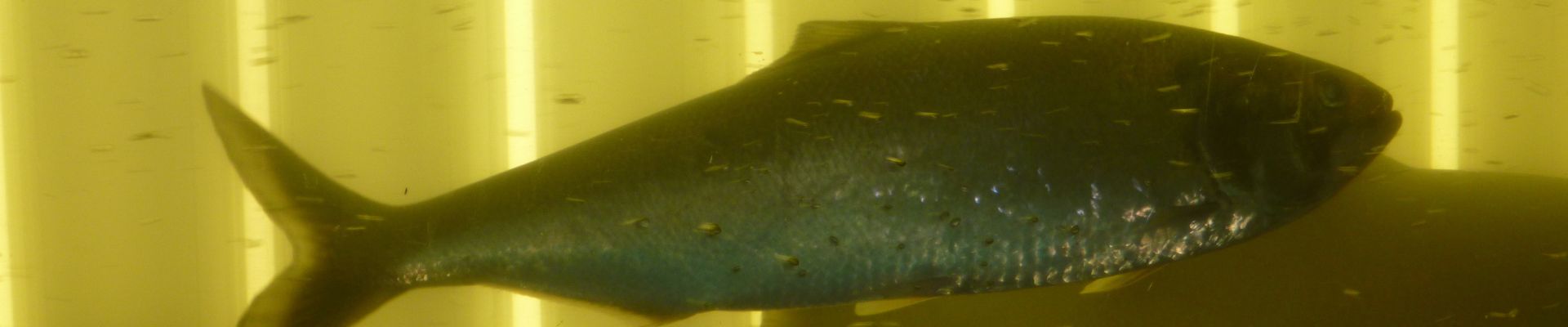 La pêche de la Grande Alose