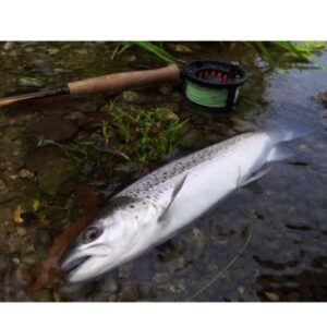 Ouverture de la saison de pêche des salmonidés migrateurs – le samedi 25 avril 2026