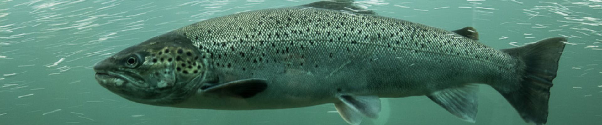 Ouverture de la saison de pêche des salmonidés migrateurs – le samedi 25 avril 2026