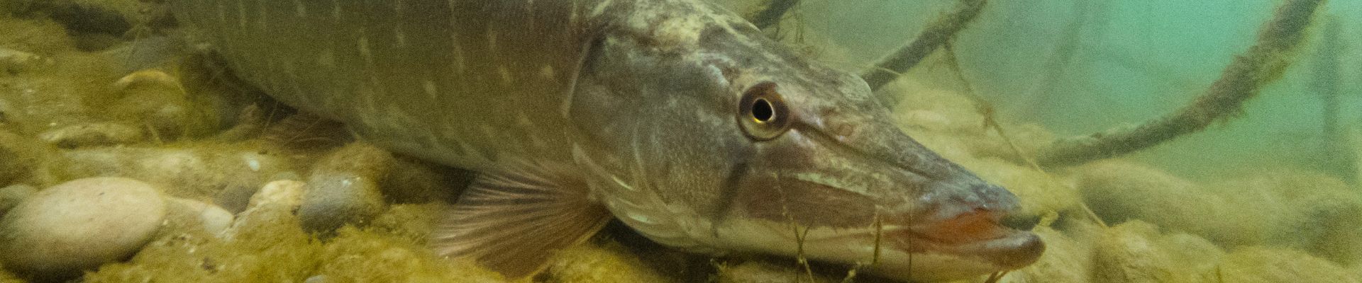 Ouverture de la saison de pêche du Brochet – le samedi 25 avril 2026